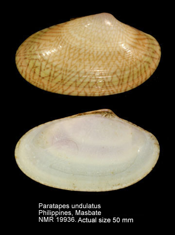 Paratapes undulatus.jpg - Paratapes undulatus(Born,1778)